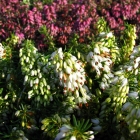 Winterheide / Erica carnea Isabell &amp; Lohes Rubinfeuer